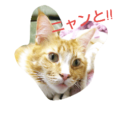 [LINEスタンプ] My cats (otokonoko)