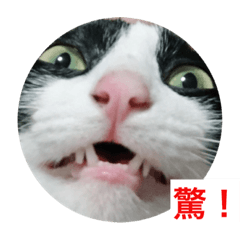 [LINEスタンプ] Cat QQQQQ