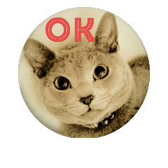 [LINEスタンプ] 猫ロシアンブルーマル君の写真スタンプ