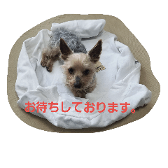 [LINEスタンプ] 犬のジョン。