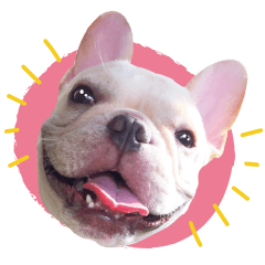 [LINEスタンプ] French Bulldog BabyBubu