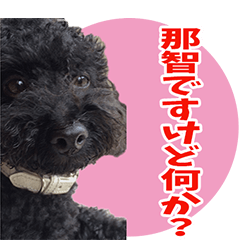 [LINEスタンプ] 那智ですけど何か？