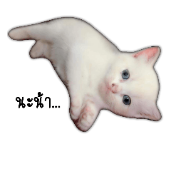 [LINEスタンプ] Cat M Family Ver.2