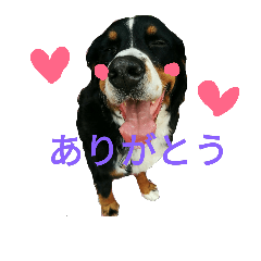 [LINEスタンプ] バーニーズマウンテンドッグ むぎ