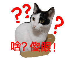 [LINEスタンプ] bao bao mei-The Cat's Daily Life