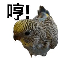 [LINEスタンプ] Budgerigar Green