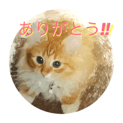 [LINEスタンプ] スケッチ猫のきなことあんこ