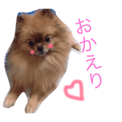 [LINEスタンプ] 我が家のペット達(ポメラニアン、猫達)