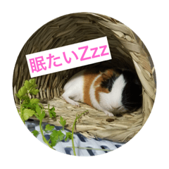 [LINEスタンプ] ちんさん's Animals