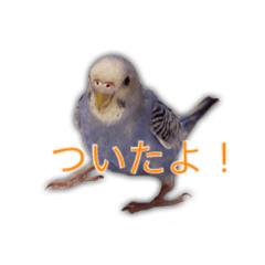 [LINEスタンプ] 日常セキセイインコ