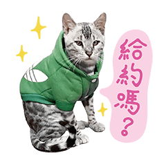 [LINEスタンプ] Meeting Bengal Cats Vodka ＆ Tequila