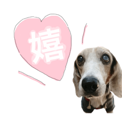 [LINEスタンプ] 犬ちょりまつ