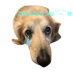 [LINEスタンプ] ワンコスタンプパイン