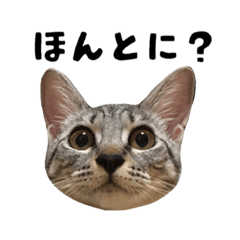 [LINEスタンプ] ねこのイチイガシ♀2