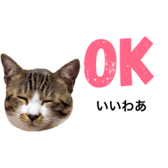 [LINEスタンプ] うちのねこのスタンプ