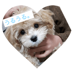 [LINEスタンプ] 愛犬 くるみ