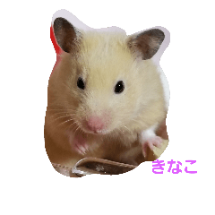 [LINEスタンプ] きなたん