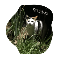 [LINEスタンプ] Cat of far east