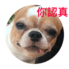 [LINEスタンプ] Dog so fun