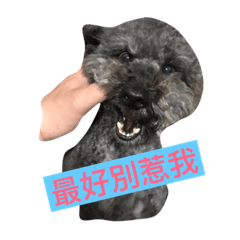 [LINEスタンプ] Poodle-Pinky Baby