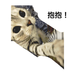 [LINEスタンプ] Dragon cute catの画像（メイン）