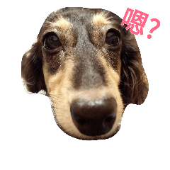 [LINEスタンプ] Dachshund Meli dooooog