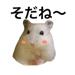 [LINEスタンプ] ハムスターたまきち