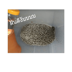 [LINEスタンプ] porcupine99