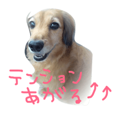 [LINEスタンプ] まろん①