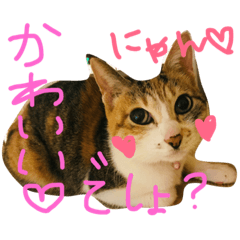 [LINEスタンプ] 可愛い猫キティちゃん