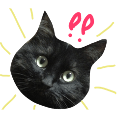 [LINEスタンプ] ねこのちょこ