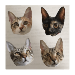 [LINEスタンプ] crazy catssss