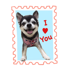 [LINEスタンプ] Winning Chihuahua