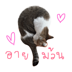 [LINEスタンプ] Cat Lovers around the world