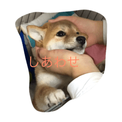 [LINEスタンプ] Shibainu "momoko"