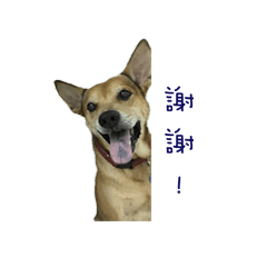 [LINEスタンプ] Taiwan dog's ＆ baby's life