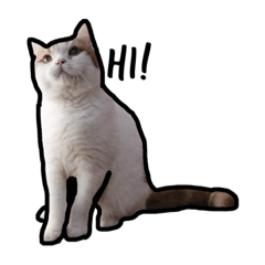 [LINEスタンプ] My Majestic Cat！