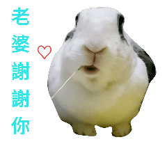 [LINEスタンプ] DODORabbit_3