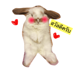 [LINEスタンプ] Rabbit funny Camp