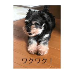 [LINEスタンプ] mix犬 ルナちゃん