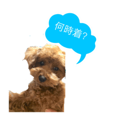 [LINEスタンプ] toypoodles's moca2