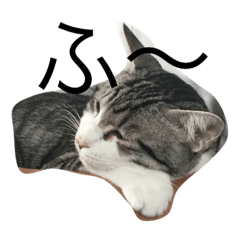 [LINEスタンプ] うちの猫 ぺろ邸