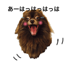 [LINEスタンプ] 愛犬♡トイプードルとポメラニアンの日常1