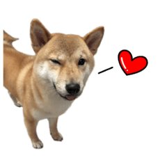 [LINEスタンプ] shibainu aki life