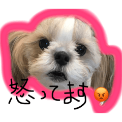 [LINEスタンプ] シーズーのひぃちゃん