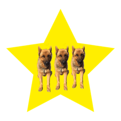 [LINEスタンプ] シェパード犬 ベックスくん