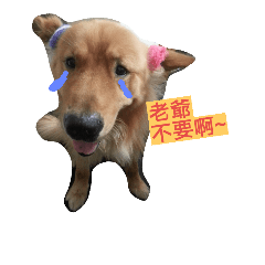 [LINEスタンプ] Lovely Dog-Money