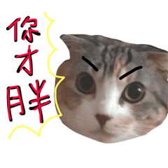 [LINEスタンプ] Lazy Cat HaiDai 2