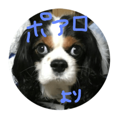 [LINEスタンプ] キャバリアポアロくん