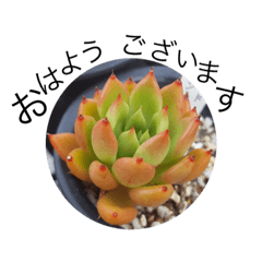 [LINEスタンプ] 多肉にく